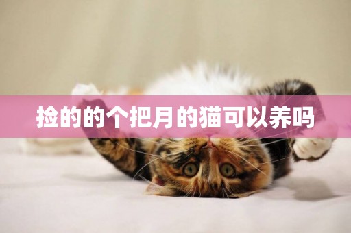 撿的的個把月的貓可以養嗎