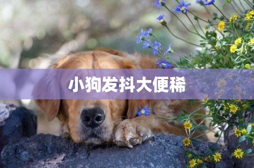 小狗發抖大便稀
