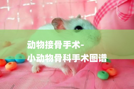 動物接骨手術-
小動物骨科手術圖譜
