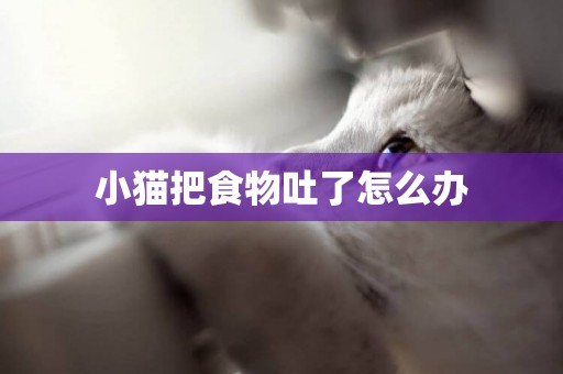 小貓把食物吐了怎么辦
