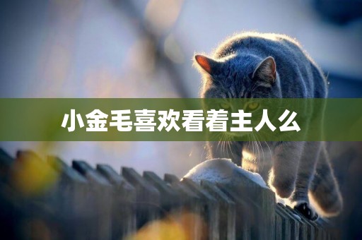 小金毛喜歡看著主人么