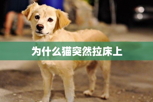 為什么貓突然拉床上