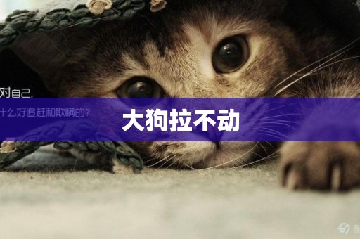大狗拉不動
