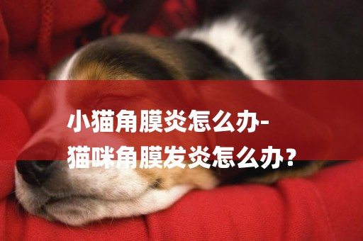 小貓角膜炎怎么辦-
貓咪角膜發炎怎么辦？