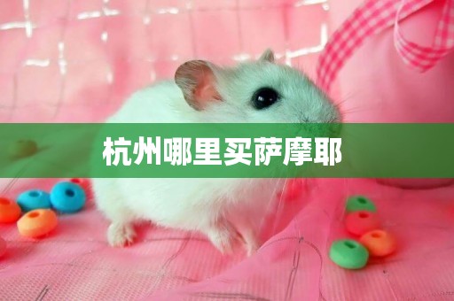 杭州哪里買薩摩耶 