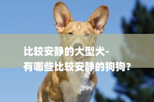 比較安靜的大型犬-
有哪些比較安靜的狗狗？