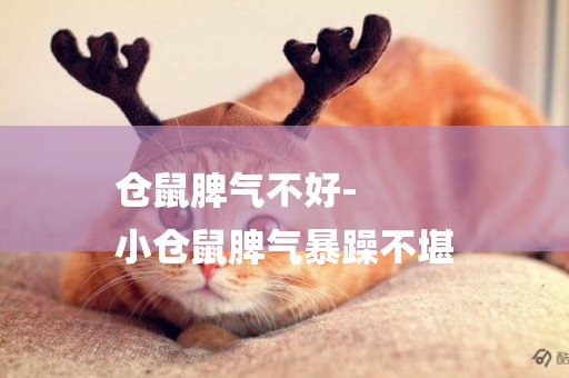倉鼠脾氣不好-
小倉鼠脾氣暴躁不堪