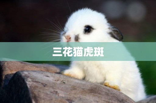 三花貓虎斑