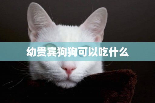 幼貴賓狗狗可以吃什么