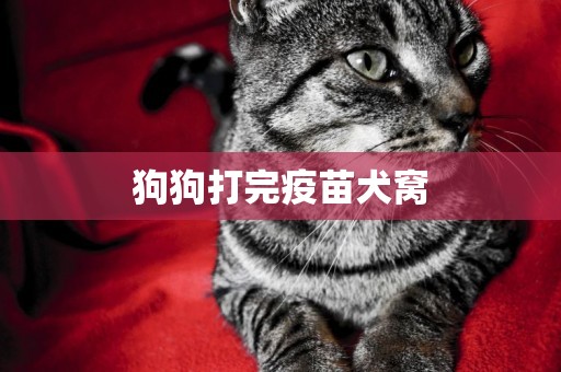 狗狗打完疫苗犬窩