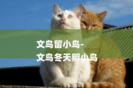 文鳥留小鳥-
文鳥冬天孵小鳥