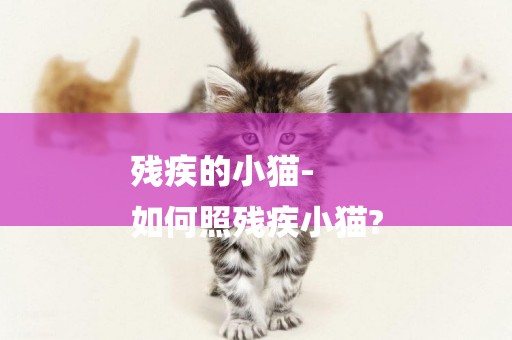 殘疾的小貓-
如何照殘疾小貓?
