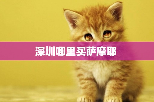 深圳哪里買薩摩耶 
