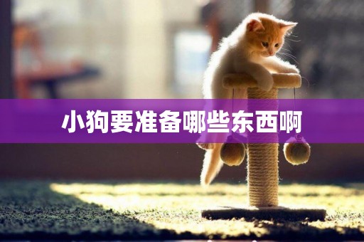 小狗要準備哪些東西啊