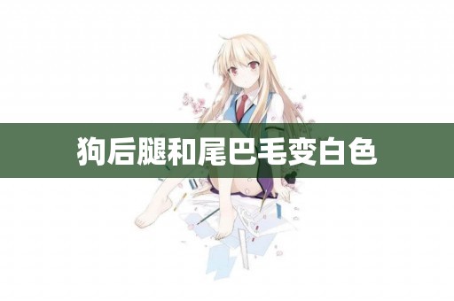 狗后腿和尾巴毛變白色