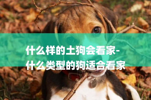 什么樣的土狗會看家-
什么類型的狗適合看家