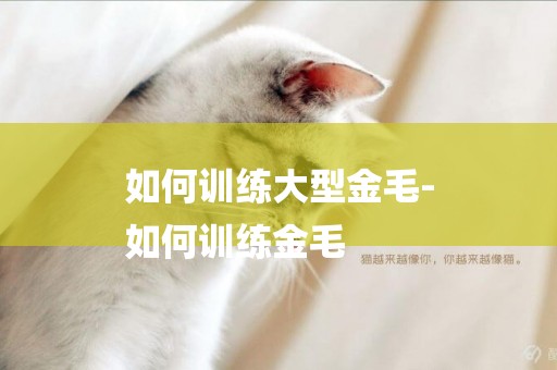 如何訓練大型金毛-
如何訓練金毛