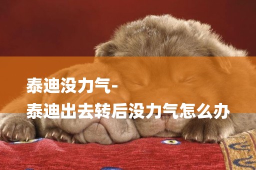 泰迪沒力氣-
泰迪出去轉后沒力氣怎么辦
