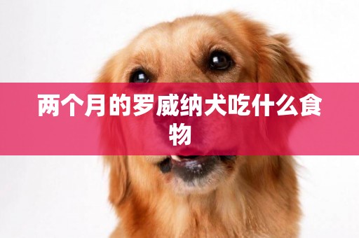 兩個月的羅威納犬吃什么食物