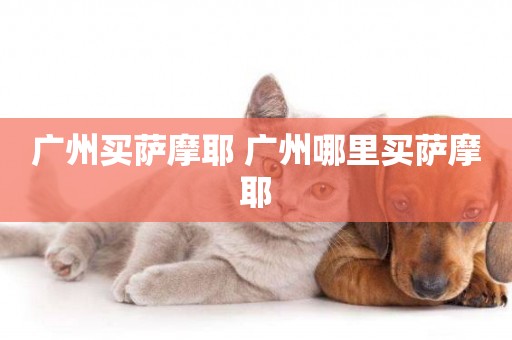 廣州買薩摩耶 廣州哪里買薩摩耶