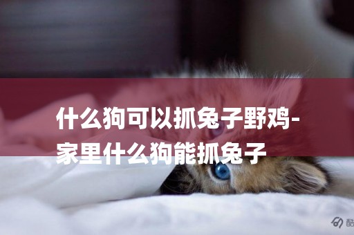 什么狗可以抓兔子野雞-
家里什么狗能抓兔子