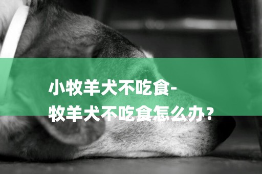 小牧羊犬不吃食-
牧羊犬不吃食怎么辦？