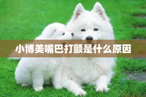 小博美嘴巴打顫是什么原因