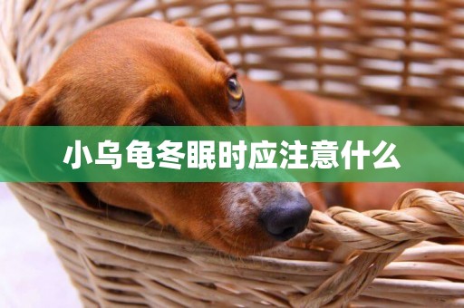 小烏龜冬眠時應注意什么