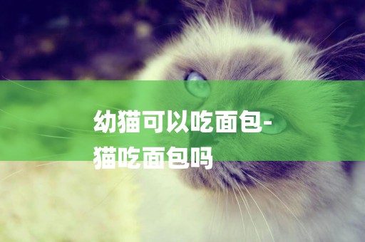 幼貓可以吃面包-
貓吃面包嗎