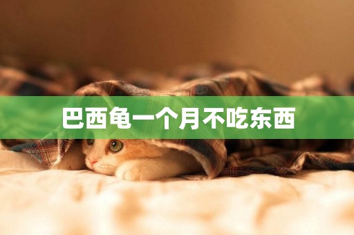 巴西龜一個月不吃東西