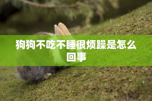 狗狗不吃不睡很煩躁是怎么回事