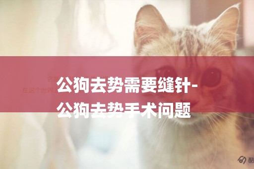 公狗去勢需要縫針-
公狗去勢手術問題