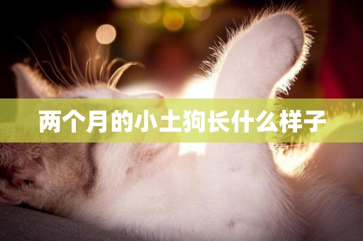 兩個月的小土狗長什么樣子