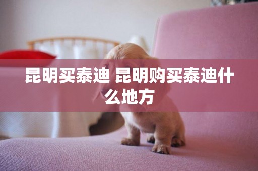 昆明買泰迪 昆明購買泰迪什么地方