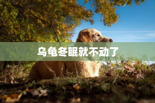 烏龜冬眠就不動了