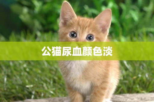 公貓尿血顏色淡