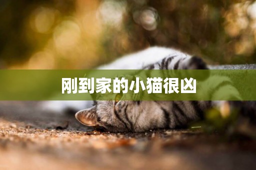剛到家的小貓很兇
