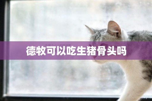 德牧可以吃生豬骨頭嗎