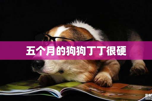 五個月的狗狗丁丁很硬