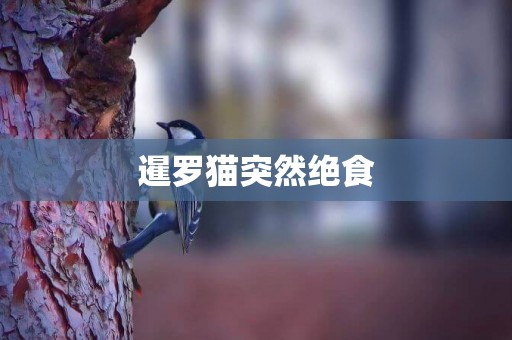 暹羅貓突然絕食