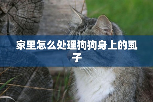 家里怎么處理狗狗身上的虱子