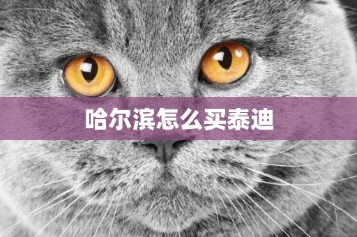 哈爾濱怎么買泰迪