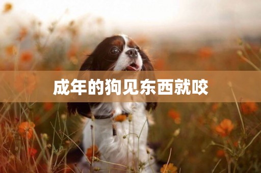 成年的狗見東西就咬