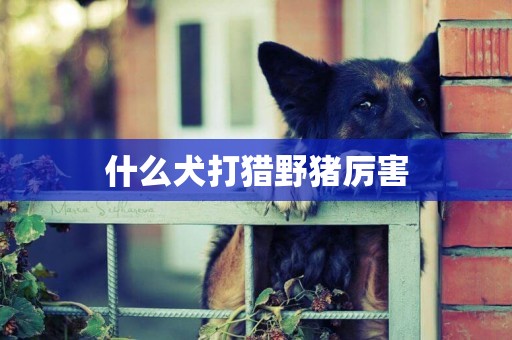 什么犬打獵野豬厲害
