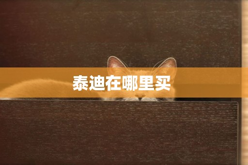 泰迪在哪里買 