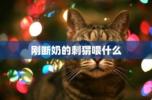 剛斷奶的刺猬喂什么