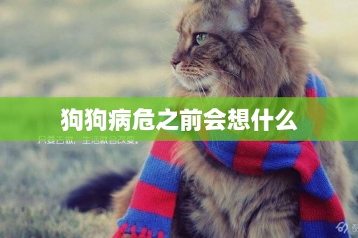 狗狗病危之前會想什么