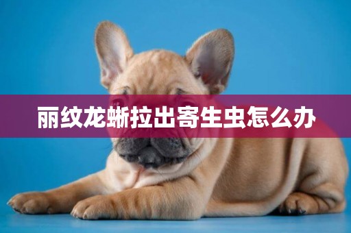 麗紋龍蜥拉出寄生蟲怎么辦