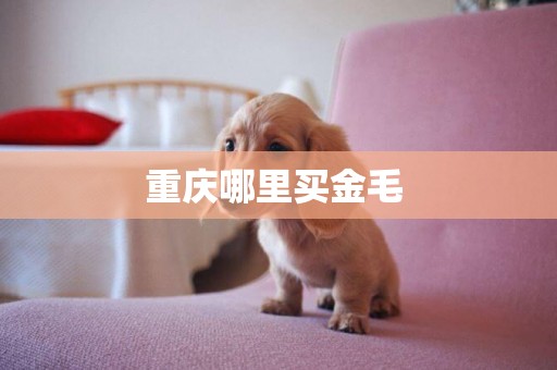 重慶哪里買金毛 