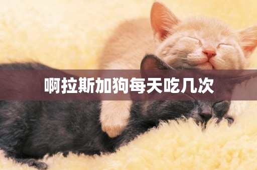 啊拉斯加狗每天吃幾次